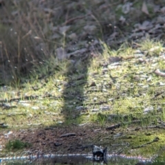 Petroica boodang at Table Top, NSW - 15 Jul 2023 02:42 PM