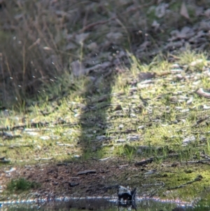 Petroica boodang at Table Top, NSW - 15 Jul 2023 02:42 PM