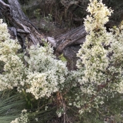 Unverified Wattle at Evans Head, NSW - 15 Jul 2023 by AliClaw