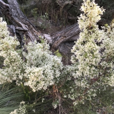 Unidentified Wattle at Evans Head, NSW - 15 Jul 2023 by AliClaw