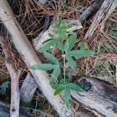 Passiflora subpeltata (White Passionflower) at Isaacs Ridge and Nearby - 15 Jul 2023 by Mike