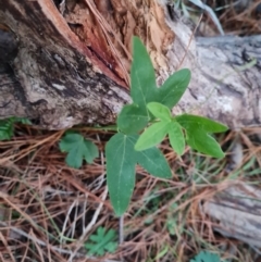 Passiflora subpeltata at Isaacs, ACT - 15 Jul 2023