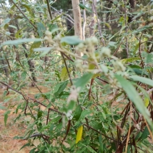 Olearia lirata at Isaacs, ACT - 15 Jul 2023