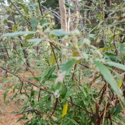 Olearia lirata (Snowy Daisybush) at Isaacs, ACT - 15 Jul 2023 by Mike