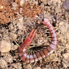 Cormocephalus aurantiipes (Orange-legged Centipede) at QPRC LGA - 15 Jul 2023 by trevorpreston