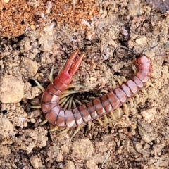 Cormocephalus aurantiipes at Captains Flat, NSW - 15 Jul 2023