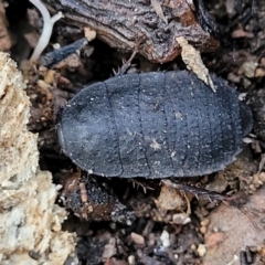 Molytria perplexa (Bark Cockroach) at Captains Flat, NSW - 15 Jul 2023 by trevorpreston