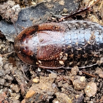 Molytria perplexa (Bark Cockroach) at Captains Flat, NSW - 15 Jul 2023 by trevorpreston