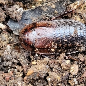 Molytria perplexa at Captains Flat, NSW - 15 Jul 2023