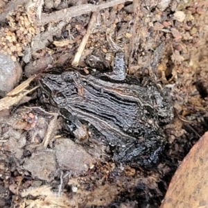 Crinia signifera at Captains Flat, NSW - 15 Jul 2023