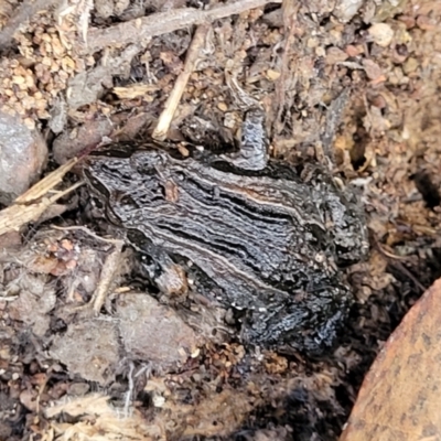 Crinia signifera (Common Eastern Froglet) at Captains Flat, NSW - 15 Jul 2023 by trevorpreston