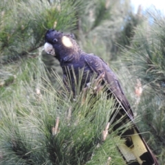 Zanda funerea (Yellow-tailed Black-Cockatoo) at Burradoo - 15 Jul 2023 by GlossyGal