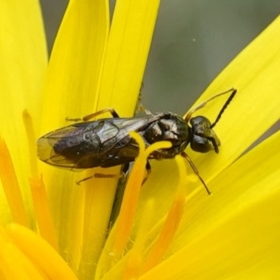 Eurys sp. (genus) (Eurys sawfly) at Bango Nature Reserve - 10 Oct 2022 by RobG1