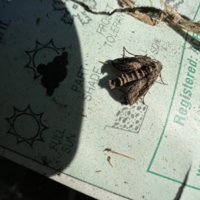 Pataeta carbo (Dark Euteliid) at Murrumbateman, NSW - 11 Jul 2023 by SimoneC