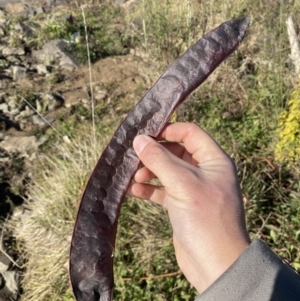 Gleditsia triacanthos at Molonglo Valley, ACT - 9 Jul 2023