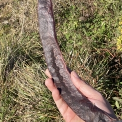 Gleditsia triacanthos at Molonglo Valley, ACT - 9 Jul 2023