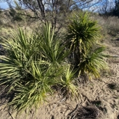 Yucca sp. at Molonglo River Reserve - 9 Jul 2023 by Steve_Bok