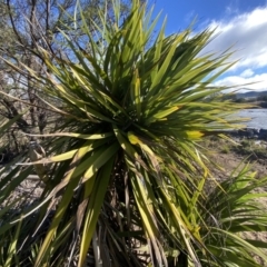 Yucca sp. at Molonglo Valley, ACT - 9 Jul 2023