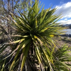 Yucca sp. at Molonglo Valley, ACT - 9 Jul 2023 02:27 PM