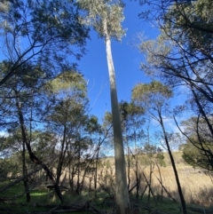Eucalyptus mannifera (Brittle Gum) at Molonglo Valley, ACT - 9 Jul 2023 by Steve_Bok