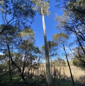 Eucalyptus mannifera at Molonglo Valley, ACT - 9 Jul 2023