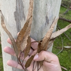 Eucalyptus mannifera at Molonglo Valley, ACT - 9 Jul 2023