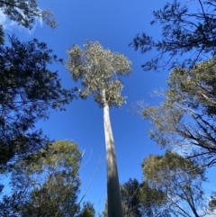 Eucalyptus mannifera at Molonglo Valley, ACT - 9 Jul 2023