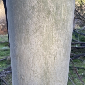Eucalyptus mannifera at Molonglo Valley, ACT - 9 Jul 2023
