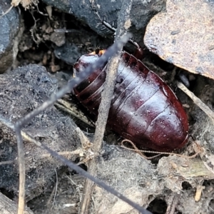 Platyzosteria similis at Captains Flat, NSW - 15 Jul 2023