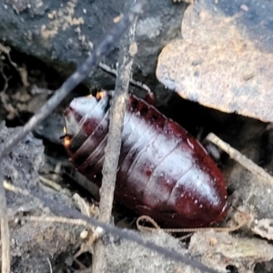 Platyzosteria similis at Captains Flat, NSW - 15 Jul 2023