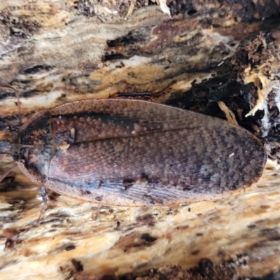 Molytria perplexa (Bark Cockroach) at Captains Flat, NSW - 15 Jul 2023 by trevorpreston