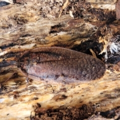 Molytria perplexa at Captains Flat, NSW - 15 Jul 2023