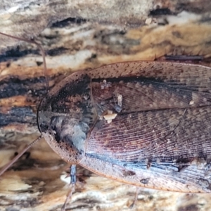 Molytria perplexa at Captains Flat, NSW - 15 Jul 2023