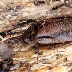 Molytria perplexa at Captains Flat, NSW - 15 Jul 2023