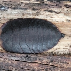 Laxta sp. (genus) (Bark cockroach) at QPRC LGA - 15 Jul 2023 by trevorpreston