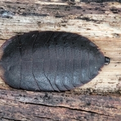 Laxta sp. (genus) (Bark cockroach) at Captains Flat, NSW - 15 Jul 2023 by trevorpreston