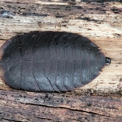 Laxta sp. (genus) (Bark cockroach) at QPRC LGA - 15 Jul 2023 by trevorpreston