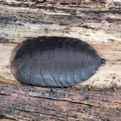 Laxta sp. (genus) at Captains Flat, NSW - 15 Jul 2023