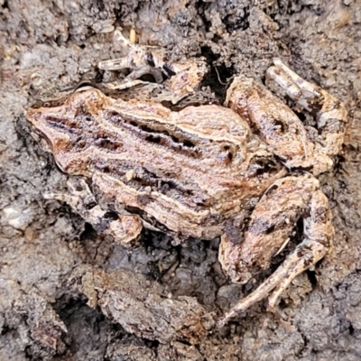 Crinia signifera (Common Eastern Froglet) at QPRC LGA - 15 Jul 2023 by trevorpreston