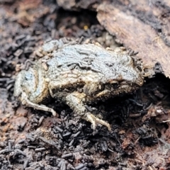 Crinia signifera (Common Eastern Froglet) at Yanununbeyan State Conservation Area - 15 Jul 2023 by trevorpreston