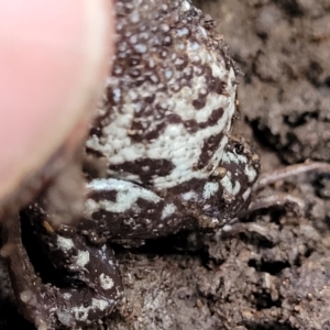 Crinia signifera at Captains Flat, NSW - 15 Jul 2023