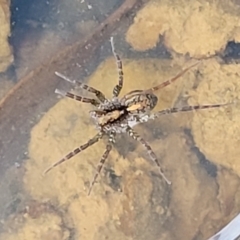 Pisauridae (family) (Water spider) at QPRC LGA - 15 Jul 2023 by trevorpreston