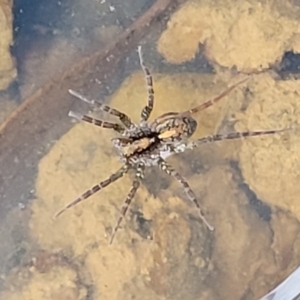 Pisauridae (family) at Primrose Valley, NSW - 15 Jul 2023