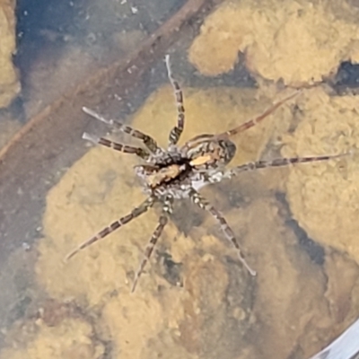 Pisauridae (family) (Water spider) at Primrose Valley, NSW - 15 Jul 2023 by trevorpreston