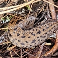 Limax maximus (Leopard Slug, Great Grey Slug) at QPRC LGA - 15 Jul 2023 by trevorpreston