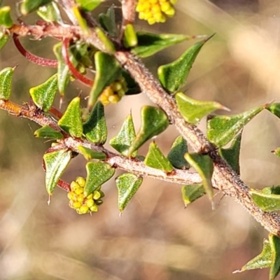Acacia gunnii (Ploughshare Wattle) at Yanununbeyan State Conservation Area - 15 Jul 2023 by trevorpreston