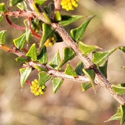 Acacia gunnii (Ploughshare Wattle) at Captains Flat, NSW - 15 Jul 2023 by trevorpreston