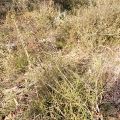 Acacia gunnii at Captains Flat, NSW - 15 Jul 2023