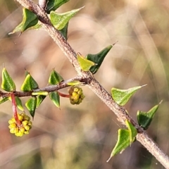 Acacia gunnii at Captains Flat, NSW - 15 Jul 2023