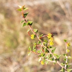 Acacia gunnii at Captains Flat, NSW - 15 Jul 2023 03:14 PM